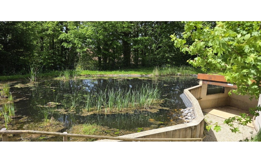 Mare pédagogique et observatoire subaquatique : suivi écologique au printemps